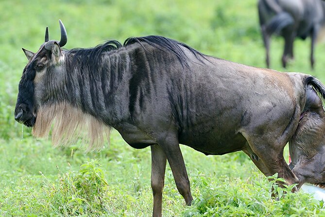 Private 6-Day Great Migration Ndutu Serengeti Safari Tour - Tarangire National Park: elephants, swamps, and Maasai road-life