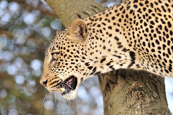 Private 6-Day Great Migration Ndutu Serengeti Safari Tour - Guides and service: why the private piece matters