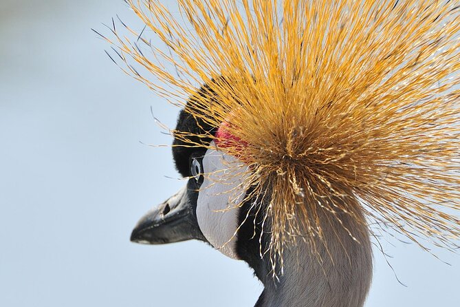 Private 6-Day Great Migration Ndutu Serengeti Safari Tour - Getting value from $2,827 per person