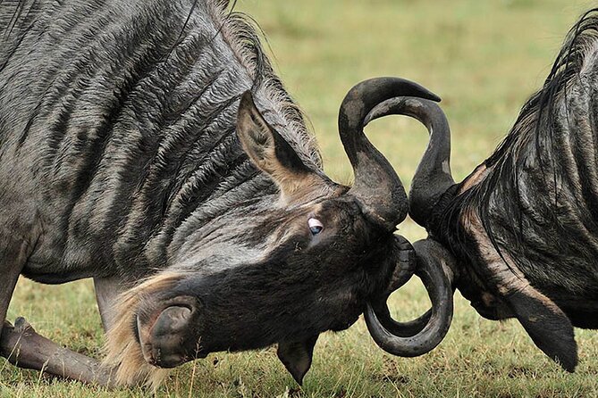 Private 6-Day Great Migration Ndutu Serengeti Safari Tour - Lake Ndutu: where the short-grass plains do the work