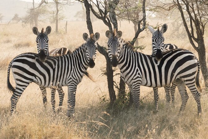 Private 6-Day Tarangire Manyara Crater and Serengeti with Mid-Range Lodges - Day 1 in Arusha: land, settle in, then start safari-mode