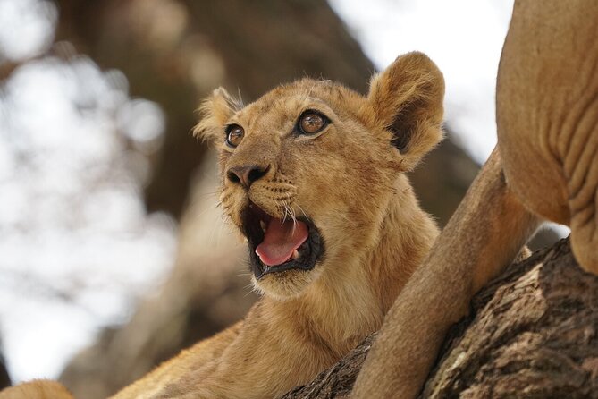 Private 6-Day Tarangire Manyara Crater and Serengeti with Mid-Range Lodges - Ngorongoro Crater: steep walls, concentrated wildlife, and black rhino odds