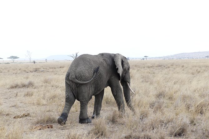 Private 6-Day Tarangire Manyara Crater and Serengeti with Mid-Range Lodges - Tarangire’s river of warthogs: elephants, giraffes, and predator follow-through