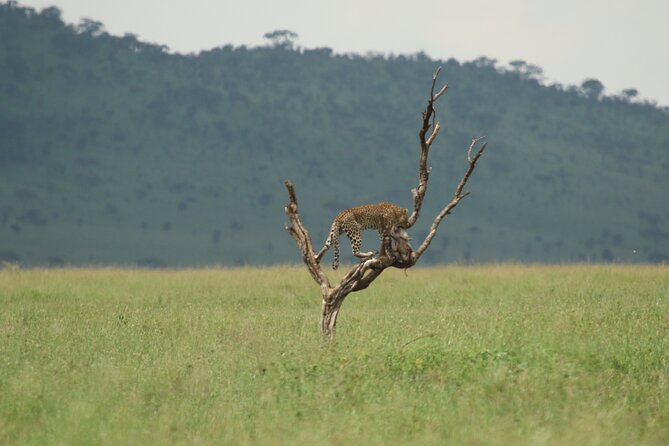 Private 7-Day Tanzania Camping Safari - Serengeti days built for spotting: Seronera River, dawn light, and circuits