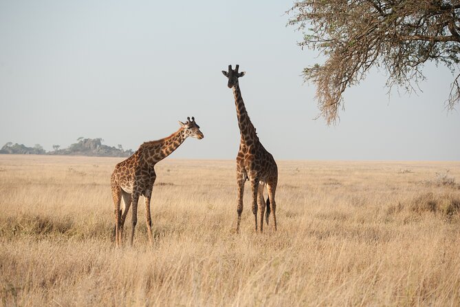 Private 7-Day Tanzania Camping Safari - Ngorongoro Conservation Area and Olduvai Gorge: wildlife plus human origins