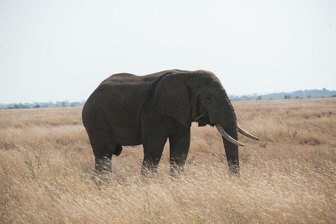 Private 7-Day Tanzania Camping Safari - Ngorongoro Crater floor: big mammals in a compact stage