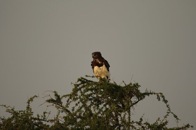 Private 7-Day Tanzania Camping Safari - Arusha meeting point, travel time, and how the week feels