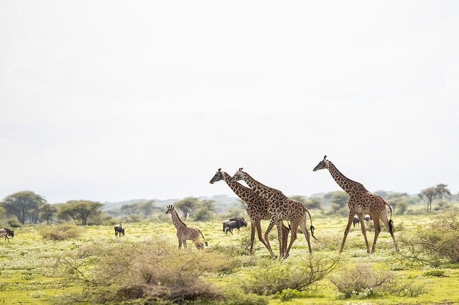 Private 7 Days Classic Safari Tour in Tanzania - Tarangire National Park: Baobabs, Giant Elephants, and a Chance at Tree-Climbing Lions