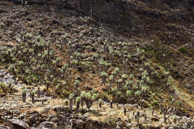 Private 8 day Northern Circuit Kilimanjaro Climb - Guides, porters, and the kind of organization that actually matters at altitude
