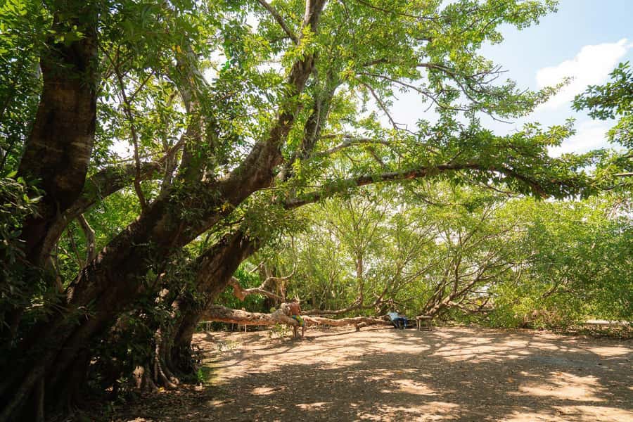Private Chemka/Kikuletwa hotsprings with lunch & drinks - Velvet monkeys and that countryside vibe