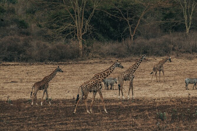 Private Cycle to Kilimanjaro Bike Park Safari - Tingatinga stop: Maasai plains, cattle life, and Kilimanjaro views