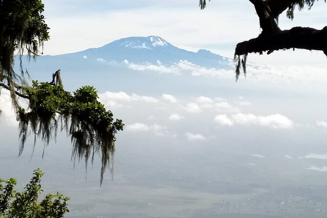 Private Day Tour and Hike in Kilimanjaro National Park - Through the rainforest to Mandara Huts at 2700m