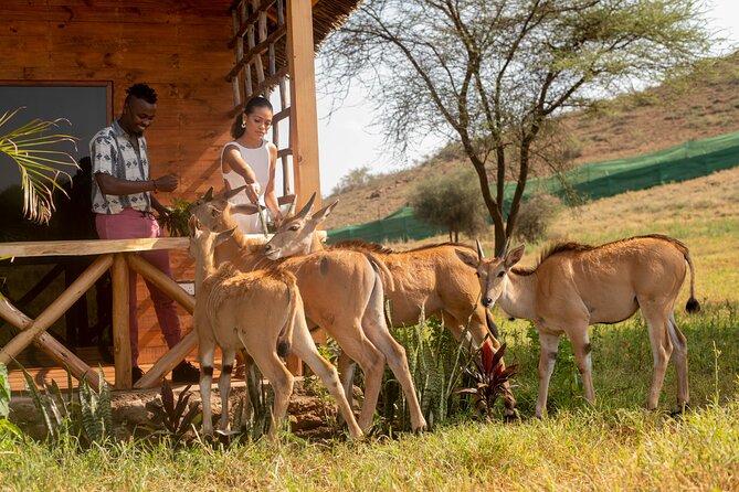 Private Day Tour in Serval Wildlife and Kikuletwa Hot Spring - Key highlights you should know before you go