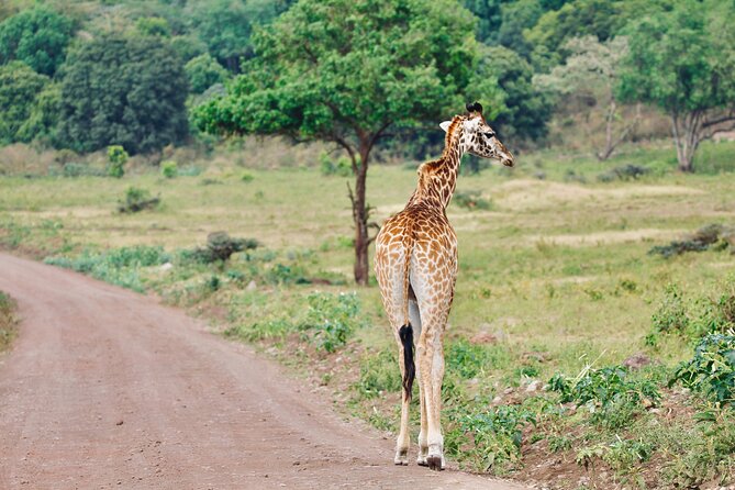 Private Day Trip to Arusha National Park with a Walking Safari - The waterfall finish from Mount Meru