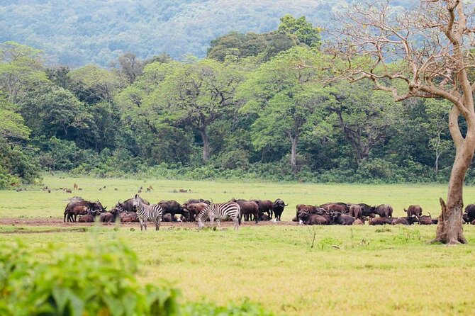 Private Day Trip to Arusha National Park with a Walking Safari - Lunch and the small inclusions that matter on a full day