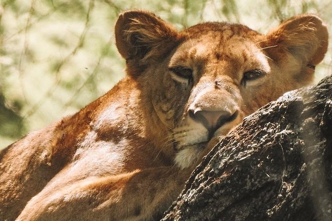 Private Day Trip to Ngorongoro Crater - 7:00 am start, 10 to 14 hours, and why it matters