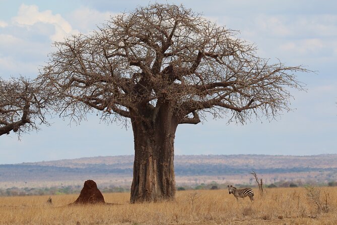 Private Day Trip to Tarangire National Park - Key highlights you will care about