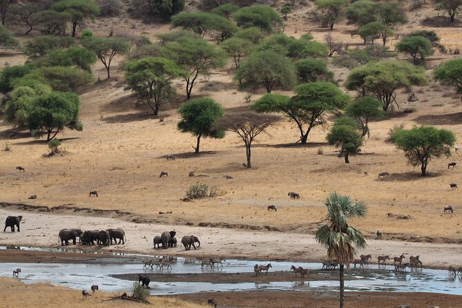 Private Day Trip to Tarangire National Park - Tarangire in One Day: elephants and baobab trees without the long safari