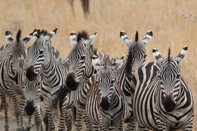 Private Day Trip to Tarangire National Park - Guides that keep you safe and excited, plus photo support