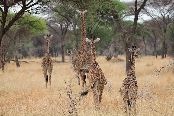 Private Day Trip to Tarangire National Park - Private tour comfort and flexibility for your group