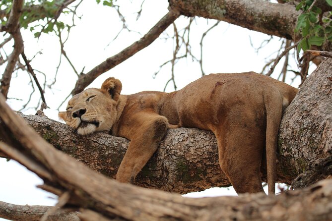 Private Day Trip to Tarangire National Park - Inside Tarangire: the animals and baobab zones to watch