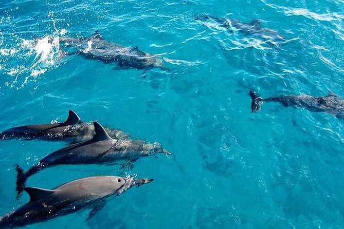 Private Dolphin Tour and Snorkeling at Mnemba Island reef - Key points to know before you go