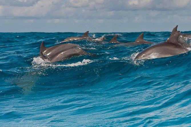Private Dolphin Tour and Snorkeling at Mnemba Island reef - How the morning runs: dolphin spotting first