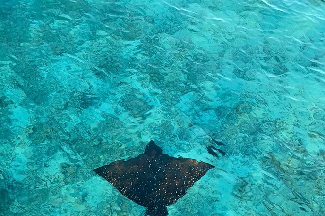 Private Dolphin Tour and Snorkeling at Mnemba Island reef - The sandbank swim: calm water, bright shallows
