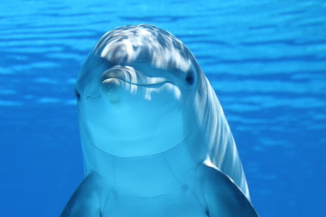 Private Full-Day: Dolphin & Monkey Jungle Adventure - Key highlights you will actually notice