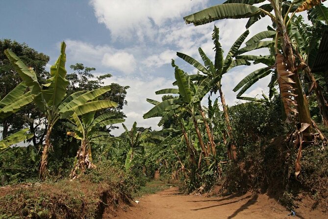 Private Full Day Hiking Experience to Marangu Route - Key Highlights You Should Know