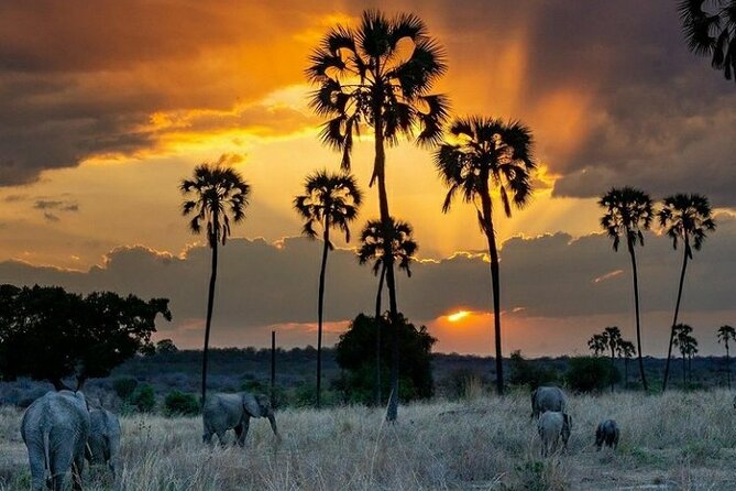 Private Full-Day Trip to Mikumi National Park from Dar es Salaam - Entering Mikumi: how your 4 to 5 hours in the park feels