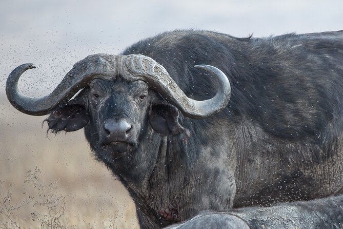 Private Group Serengeti Safari, Crater & Tarangire National Park - Tarangire National Park on the Final Day: A Route Detail to Confirm