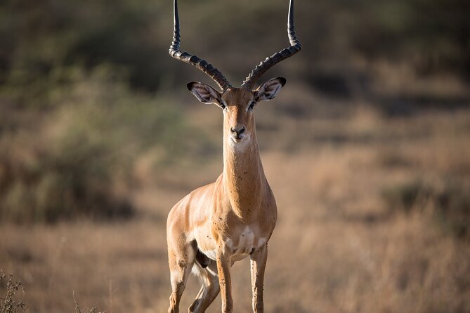 Private Group Serengeti Safari, Crater & Tarangire National Park - Guides and On-the-Ground Support That Make It Run Smooth