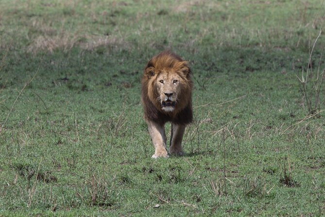 Private Group Serengeti Safari, Crater & Tarangire National Park - Key Points You Should Care About