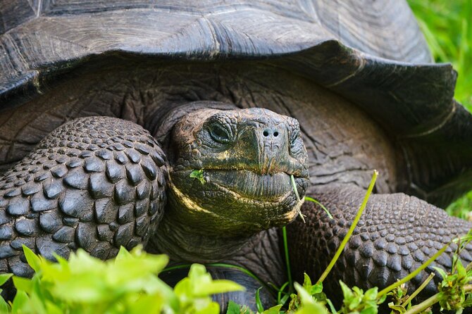 Private Guided Tour to Prison Island, Nakupenda Beach, Stone Town - A smart one-day formula for Zanzibar: turtles, sandbank swimming, and Stone Town