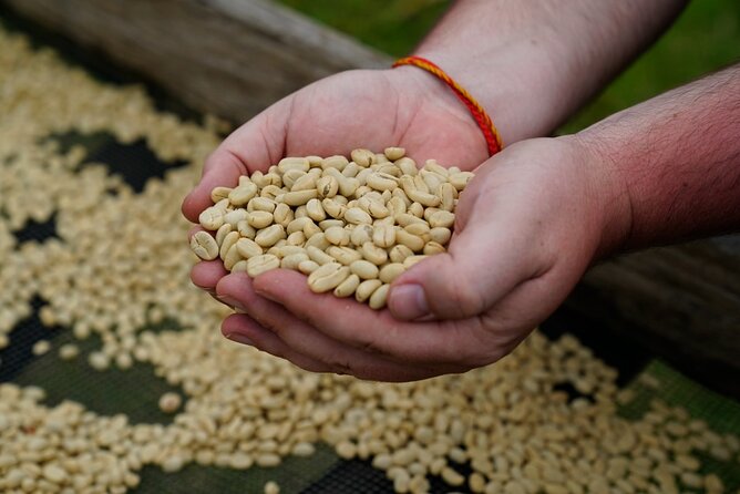 Private Meru Coffee Tour in Nkoaranga - The Small Things Stop: Coffee Plants, Traditional Processing, and Real Work