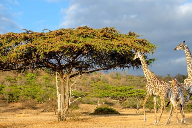 Private Mikumi Adventure - Key highlights you will feel on this Mikumi safari