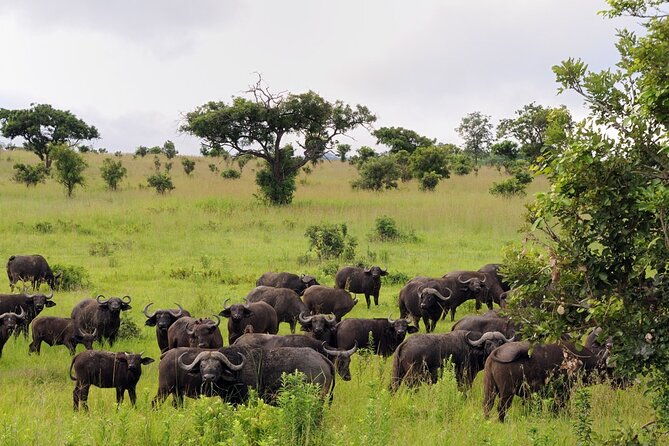 Private Mikumi Adventure - The animal checklist: what you can realistically hope to spot