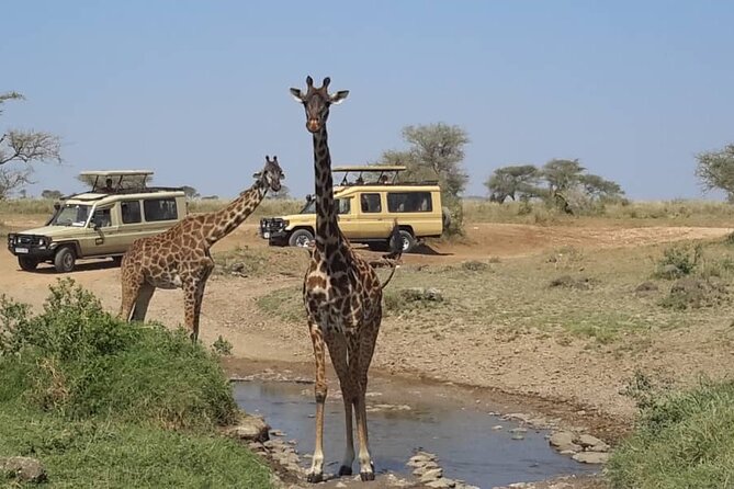Private Multi day Safari tour in Tanzania - Serengeti: sunset afternoon viewing and a full sunrise-to-late day
