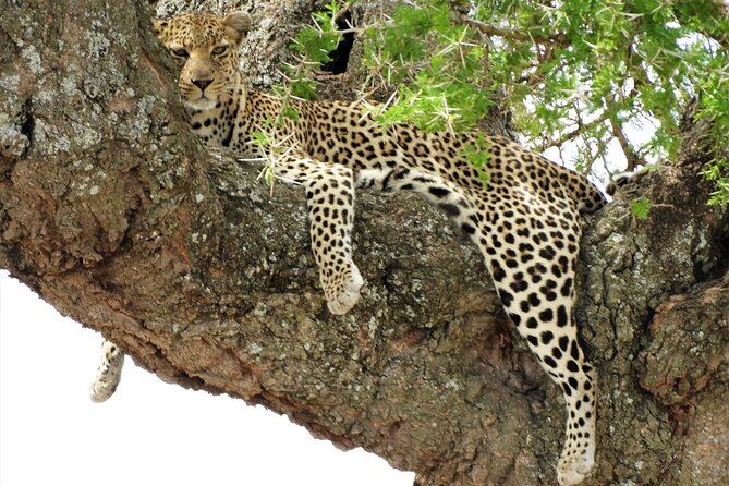 Private Multi Day Serengeti Safari - Accommodation is arranged, so manage your expectations