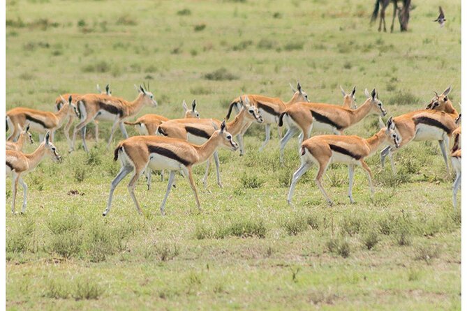 Private Multi-Day Tour in Tanzania Safari - The smart logic of a 7-day private safari from Arusha