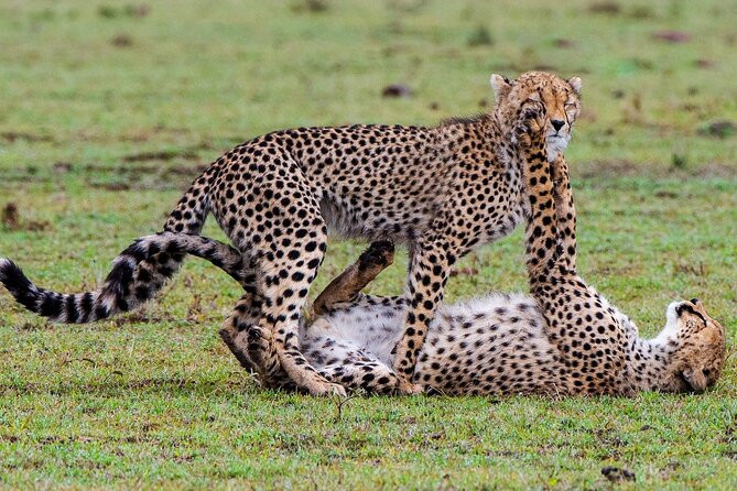 Private Multi-Day Tour in Tanzania Safari - Day 3 Serengeti game drives: predators, forest edges, and big bird energy