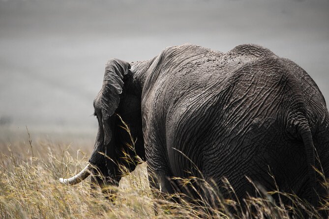Private Multi-Day Tour in Tanzania Safari - Day 4 Ngorongoro rim plus Oldupai Gorge: from wildlife to human origins