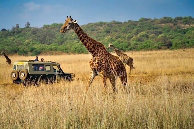 Private Multi-Day Tour in Tanzania Safari - Day 5 Inside Ngorongoro: the crater’s predator density and black rhino mention