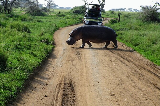 Private Multi-Day Tour in Tanzania Safari - Day 2 Serengeti day one: you arrive for the main event