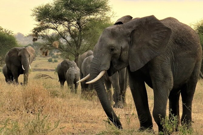 Private Multi Day Tour Tanzania Safari - Entering Tanzania From Arusha, and Hitting Safari Mode Fast