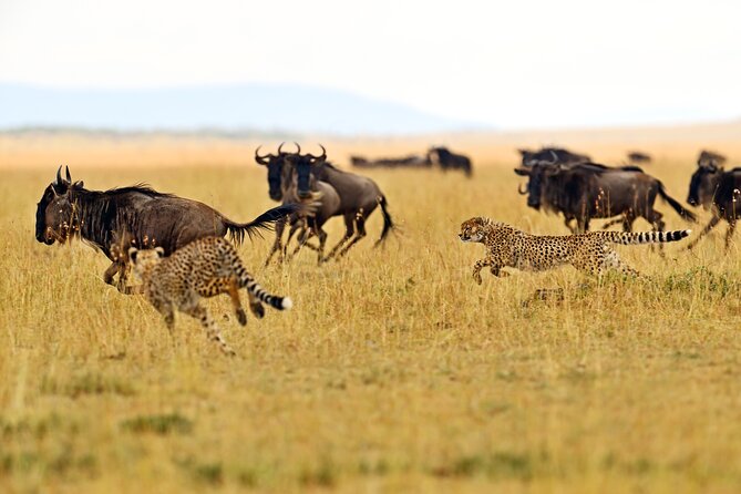Private Safari in Tarangire National Park - Key highlights at a glance