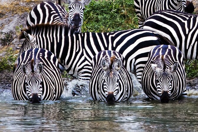 Private Safari in Tarangire National Park - Getting to Tarangire: the Arusha morning that sets the tone