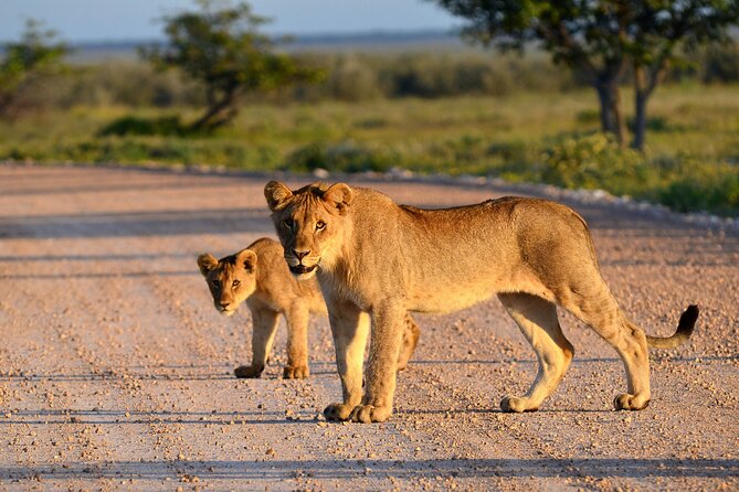 Private Safari in Tarangire National Park - Morning game drive strategy: where elephants lead the story