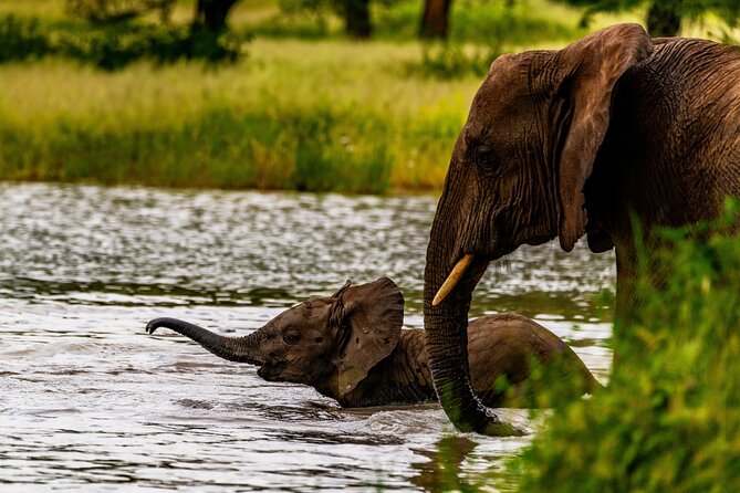 Private Safari in Tarangire National Park - The birdwatching layer you’ll be glad you didn’t skip